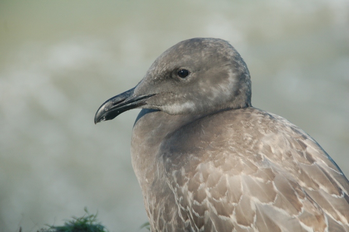 closeup headshot of seagull